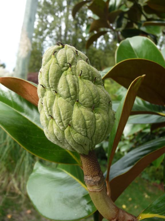 Bed and Breakfast Magnolia Petal Fernwood Экстерьер фото